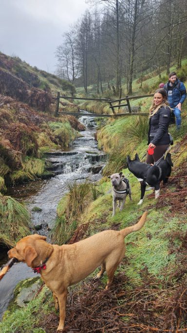 Forest walks near Buxton