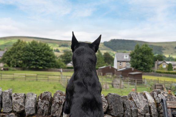 Garden views at Buttercup