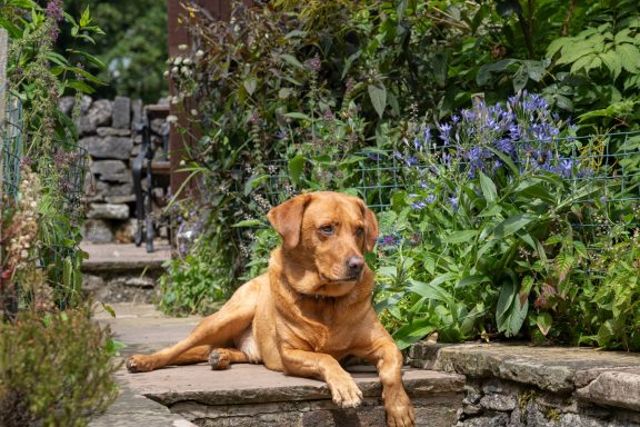 Dog friendly cottage Castleton