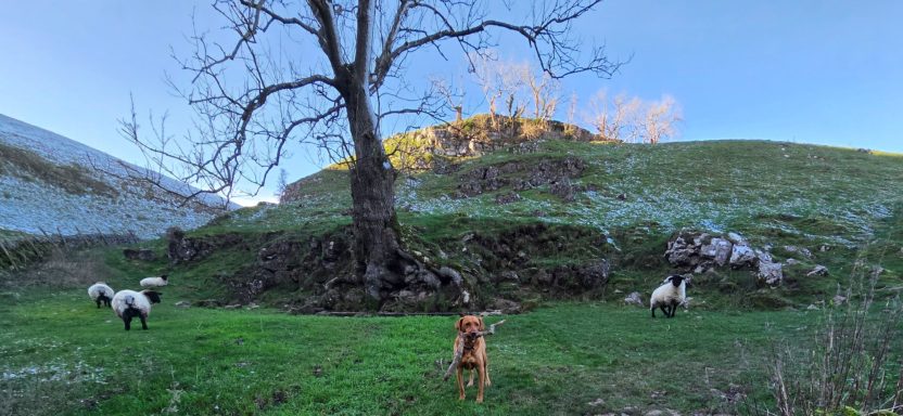dog friendly accomodation Castleton