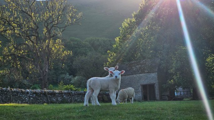 Lambing season in Castleton
