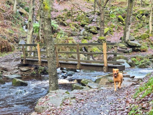 dog friendly cottage Castleton