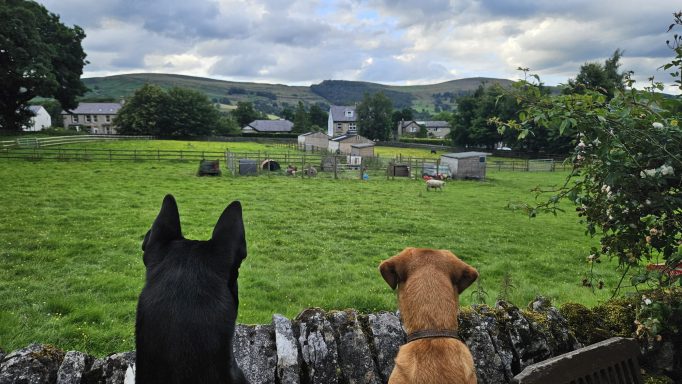 Buttercup Cottage Views
